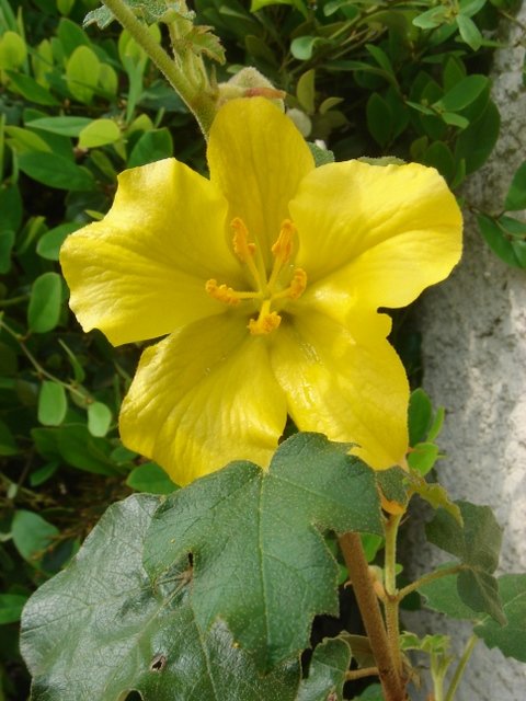 Fremontodendron californica